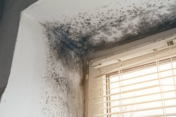 Affordable Mold Remediation solutions in Glen Gardner, NJ